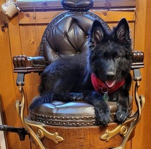 Meet your Posher, Susan